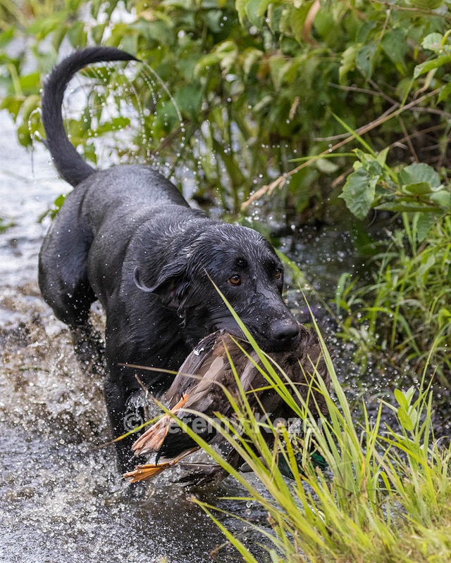 Bolt Sboro