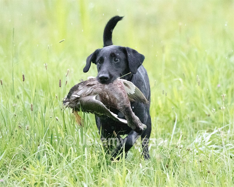 Target Viator