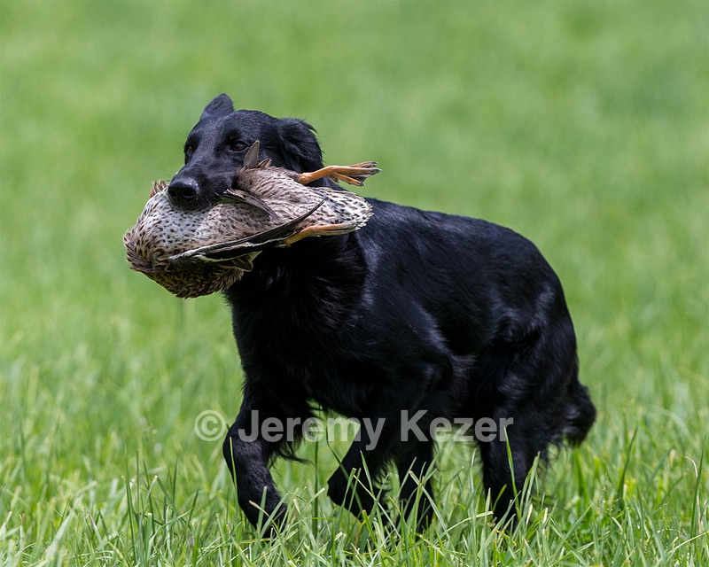 Hunter Law
