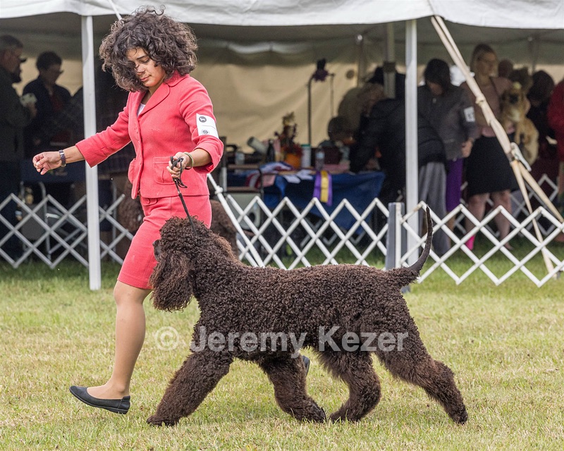 09 - GCH CH POOLE'S IDE DARK KNIGHT RN CGC TKN ATT (Oscar)