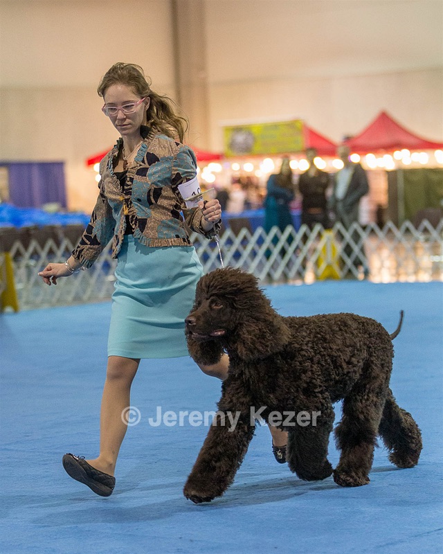 19 - GCH CH Axelhurn Now I'm Here (Marcus)