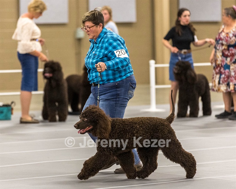 204 - CH Brekkon’s Brown Eyed Girl At Flintcrest DJ CGC TKN FTI