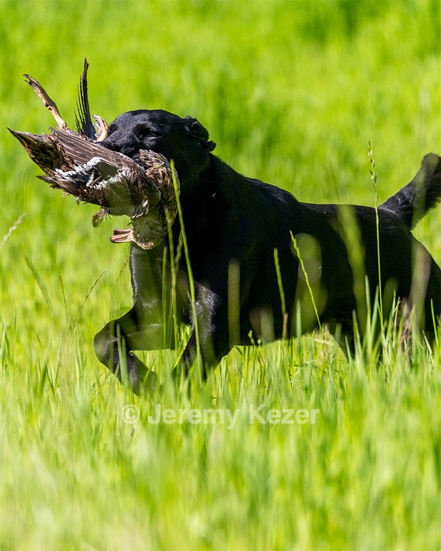 T. Riebel