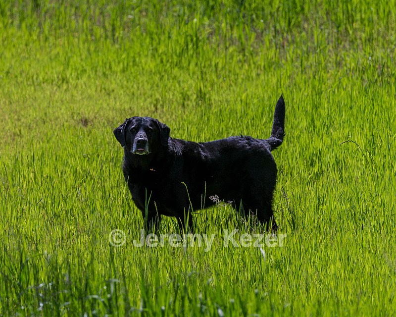 Ruger Bodine