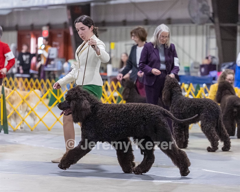 09 - GCH CH POOLE'S IDE RIPTIDE RI DS CGC (Rip)