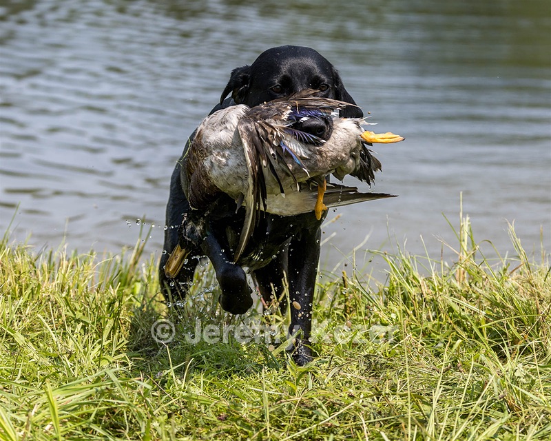 Maggie McNamara
