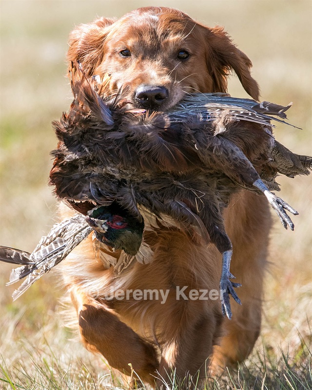 Piper