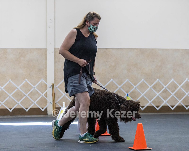 2204 - GCH CH BREKKON'S FIRST MARK CGC