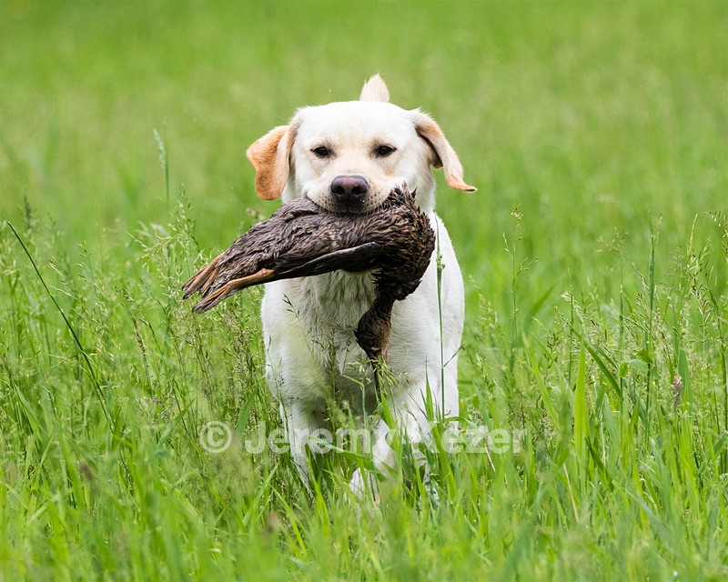 Goose