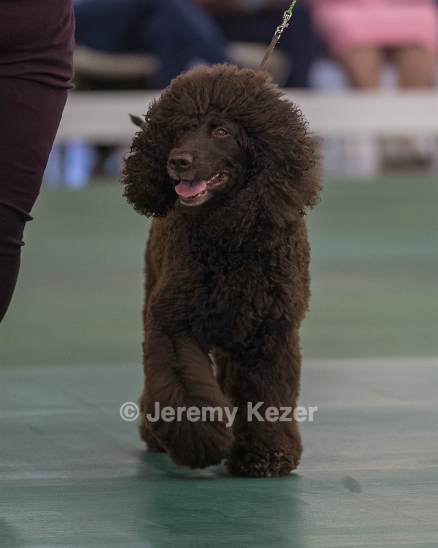 62 - GCH ALL GREEN WI' ENVY V ALPHA NORDIC CD RE DS RATN (Jade)