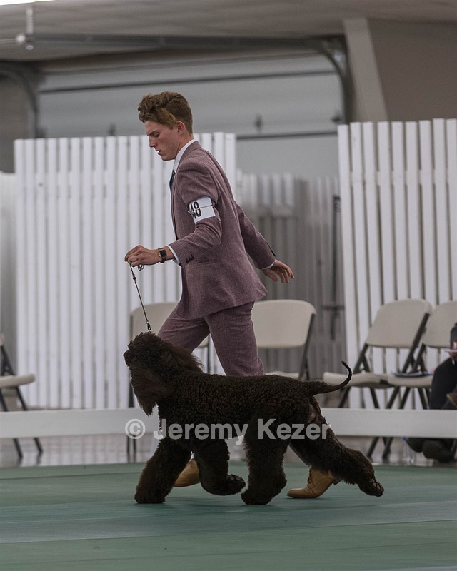 48 - GCH WHISTLE STOP'S TERRA MARIQUE POTENS (Honor)