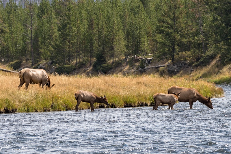 Elk, Yellowstone National Park
