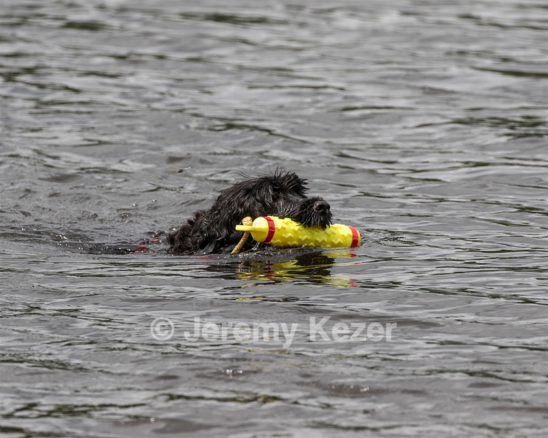 "Dazzle" & Jane