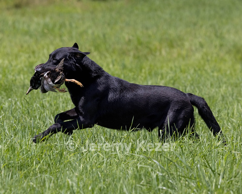 Cane Robichaud