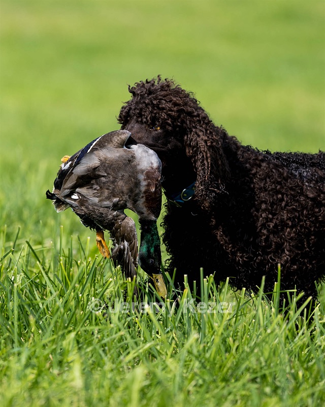 Ailsey Trail