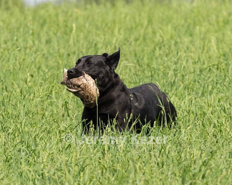 Pepper Ungar