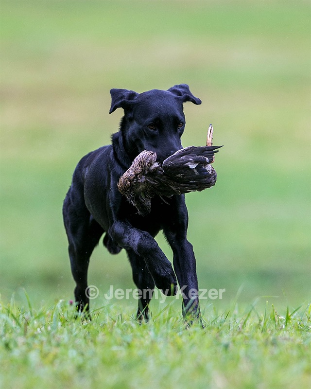 Phreeze Cawood