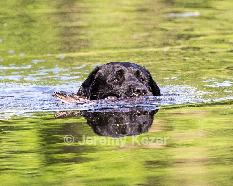 Scout O'Neil