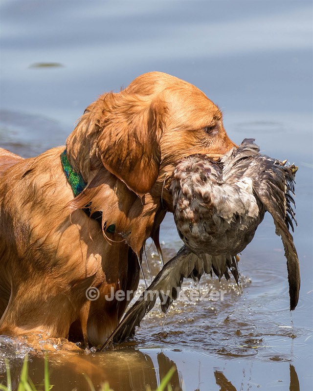 Maverick Lorentzson