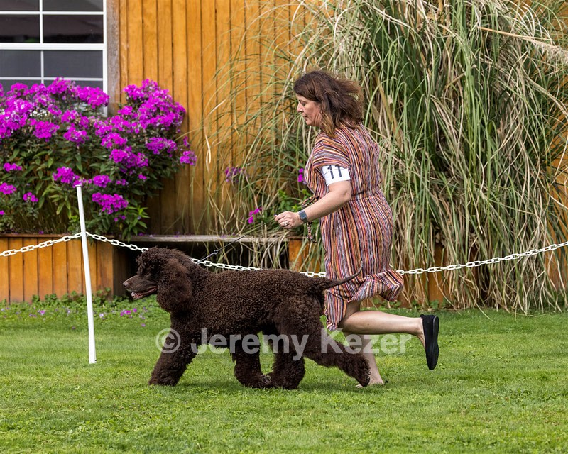 11 - GCH CH BREKKON'S FIRST MARK BN RN CGC TKN (Hunny)