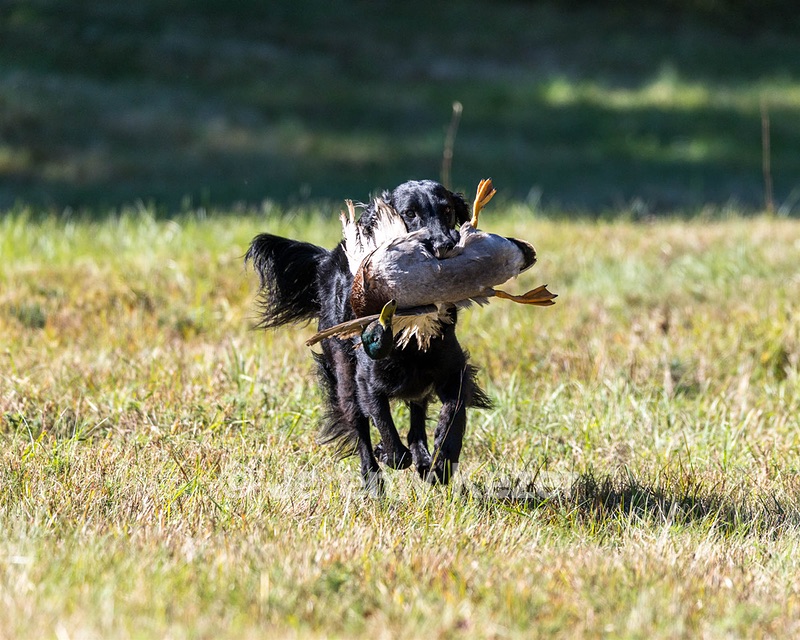 Dolly Partridge