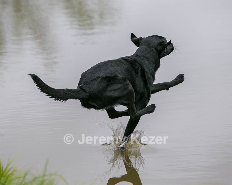Piper