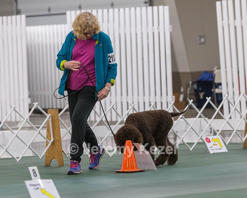 2104 - GCH ARROYO'S BEGIN THE BEGUINE AX OAJ NF (Porter)