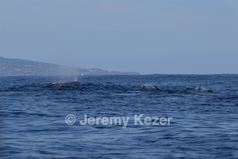 Sperm Whale