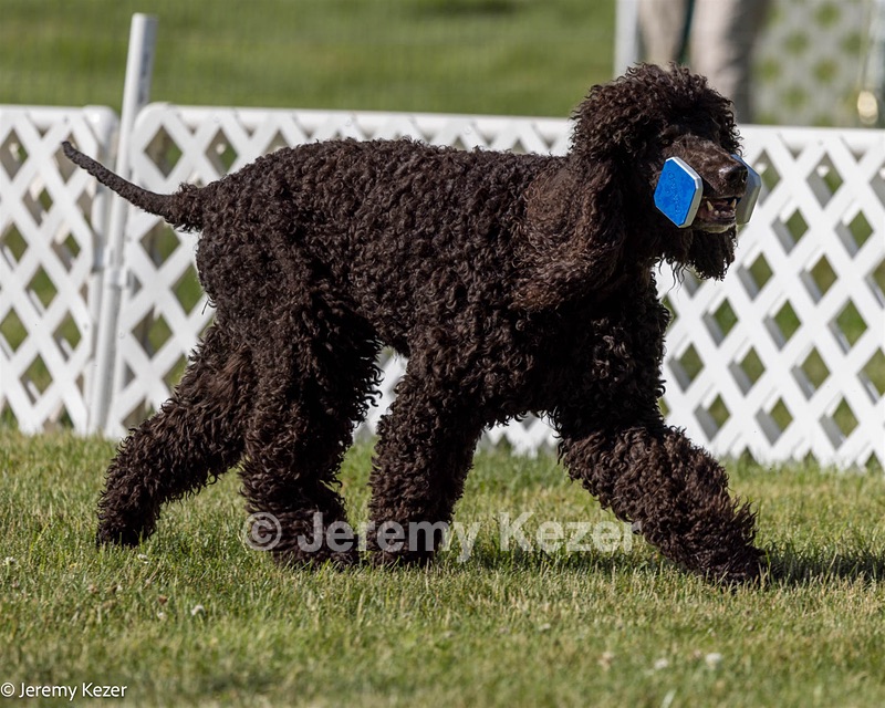16 - GCH CH Chantico's Shelter From The Storm CD RA MX AXJ MXP2 MJP2 MJPB XF DS (Reef)