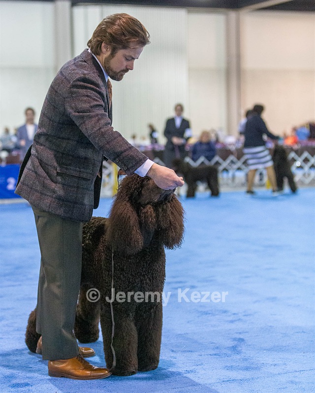 17 - GCH CH Quiet Storm My Boy's Wicked Smart  CGCA TKA (Bayes)