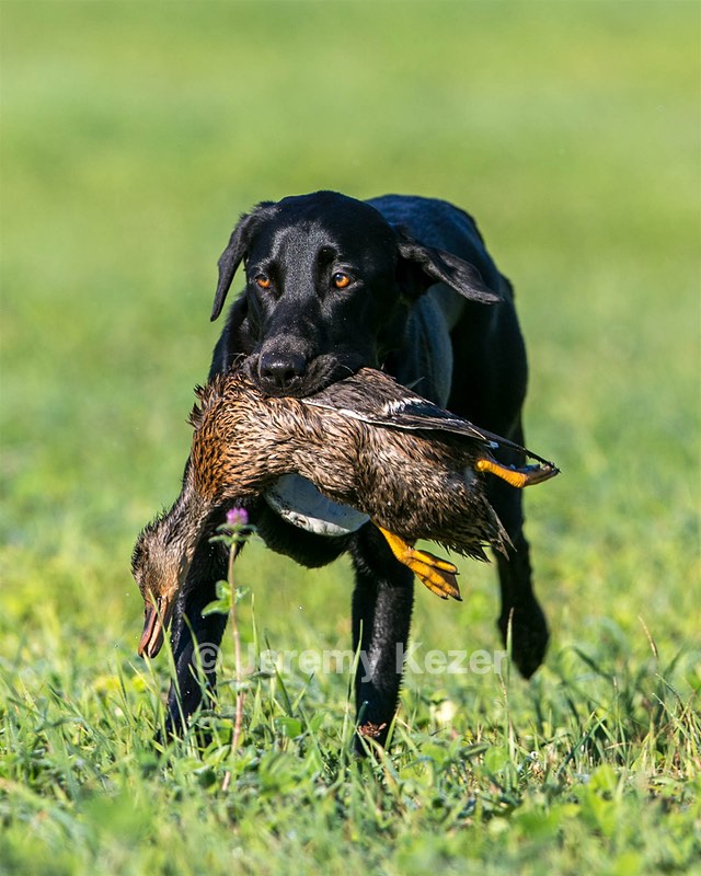 20150912-SHRL-0017.jpg