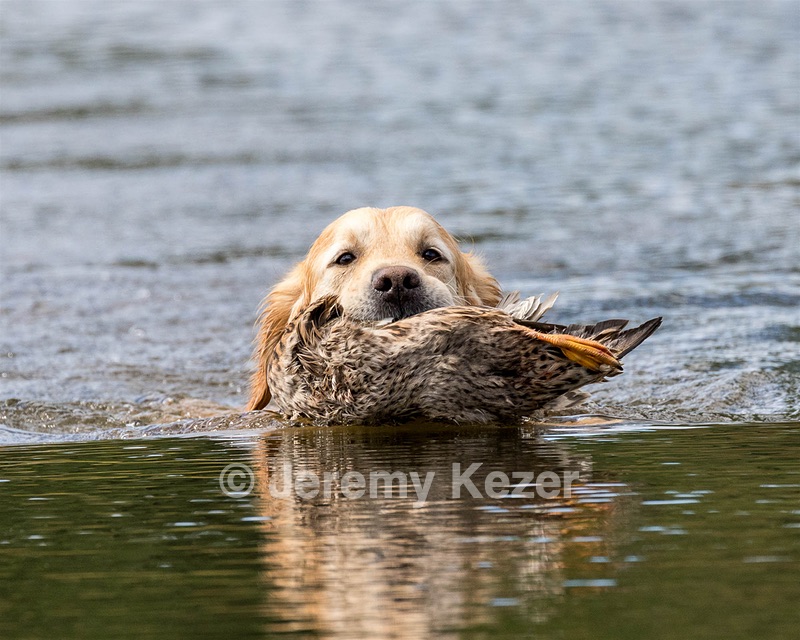 Ghillie Deresienska