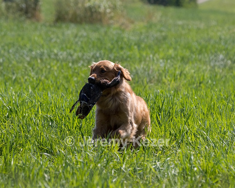 Steel Eddy