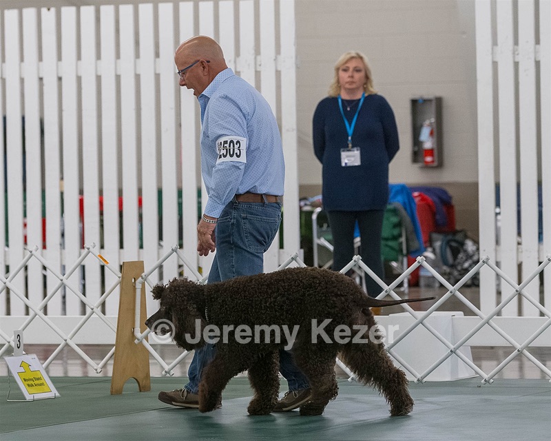 2503 - GCH CH BLACKTHORN'S KEEVA CROMPTON AX AXJ XF RN CGC (Keeva)