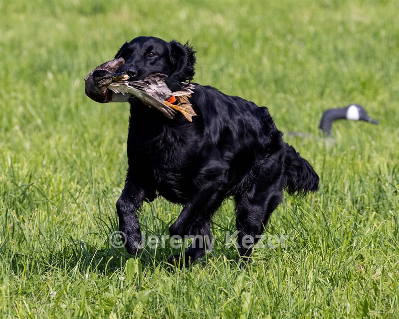 Crusoe Kuchinos