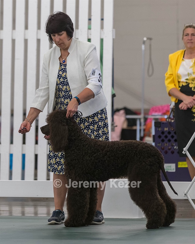 37 - GCH CHANTICO'S SHELTER FROM THE STORM RN OF MX AXJ CD DS (Reef)
