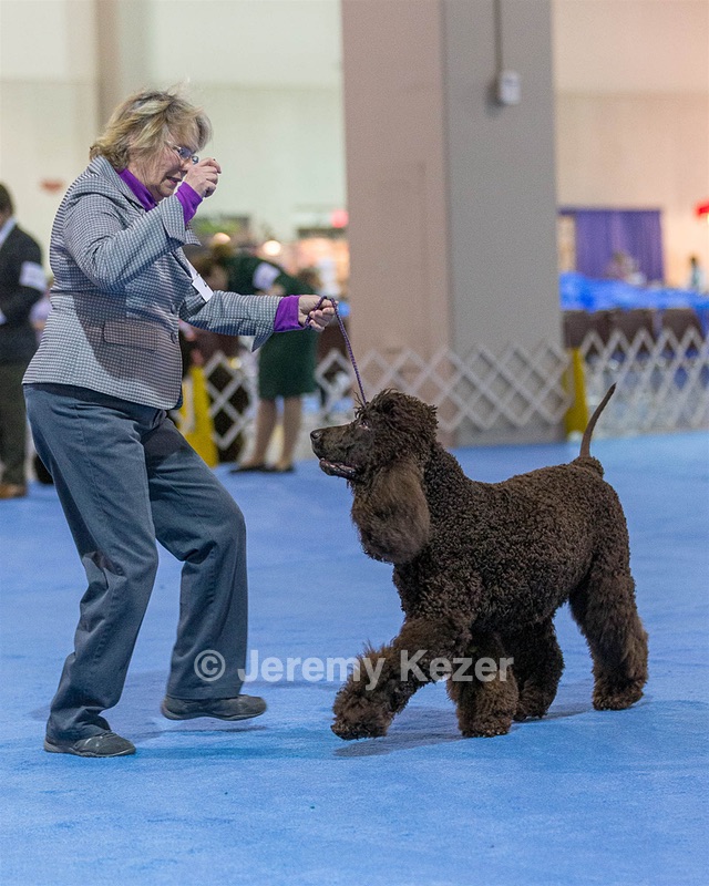 23 - GCH CH Waterboys Wet And Wild Willow (Ryder)