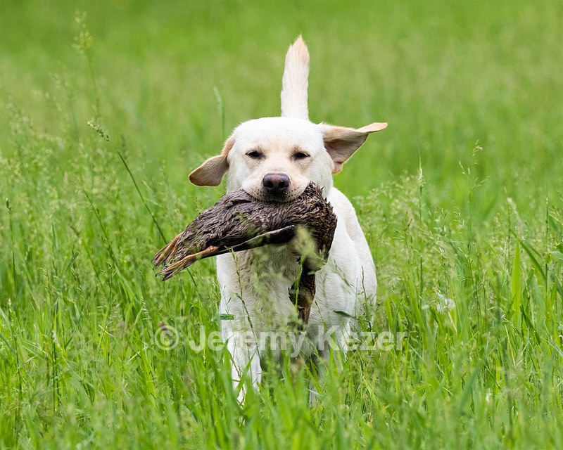 Goose
