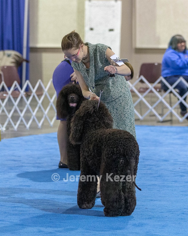 19 - GCH CH Axelhurn Now I'm Here (Marcus)