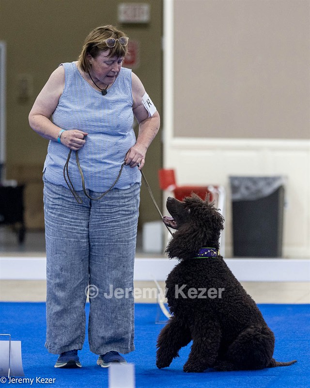 R15 - GCH CH LANDACRE'S NORDIC SAILOR DN CGC TKI