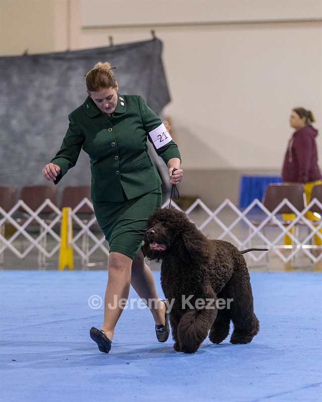 21 - GCHB CH Flintcrest Full Monty (Jonny)