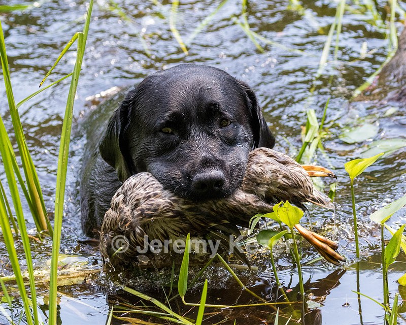 Scout
