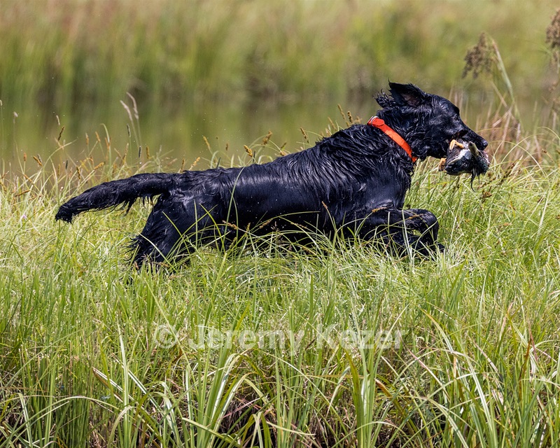 Crusoe Kuchinos