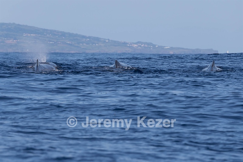 Sperm Whale