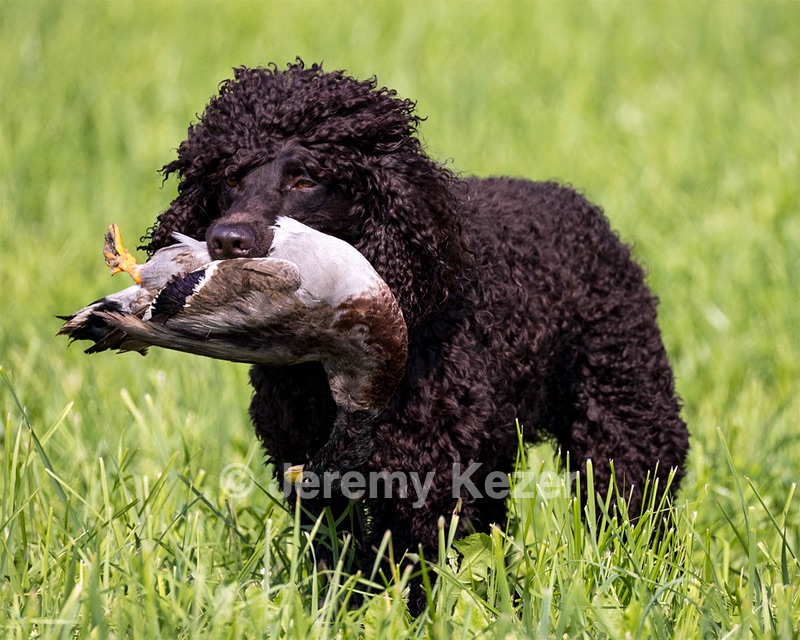Arrow Kezer