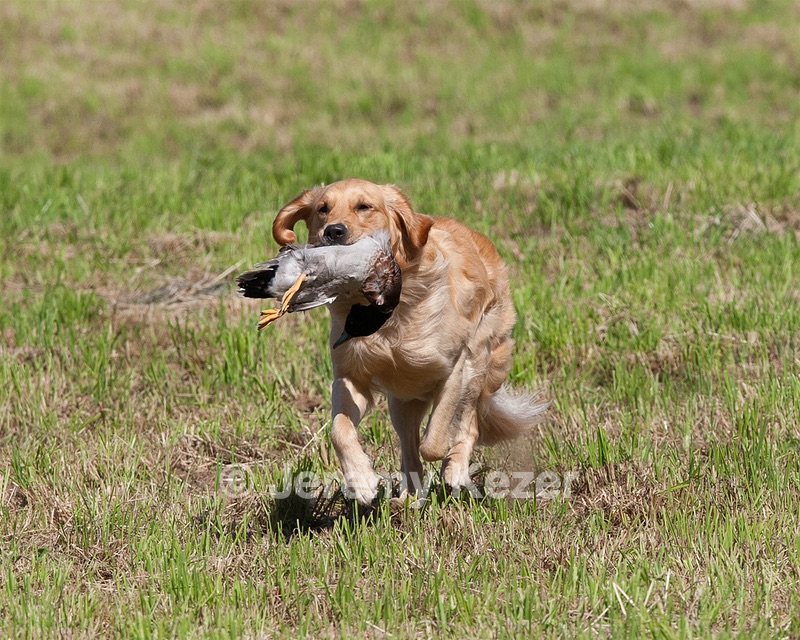 Diego