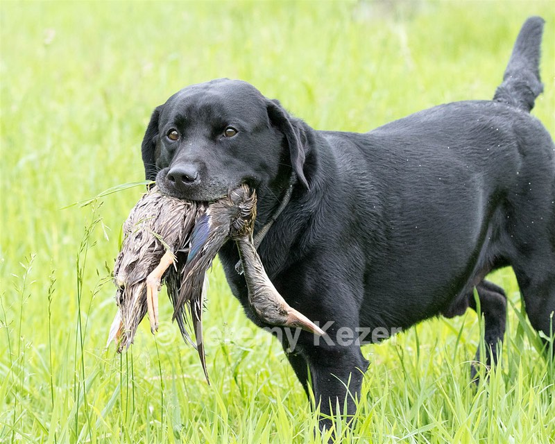 Buddy Bagley