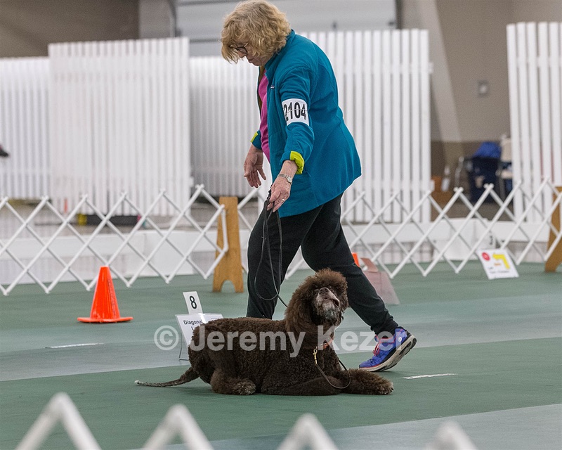 2104 - GCH ARROYO'S BEGIN THE BEGUINE AX OAJ NF (Porter)