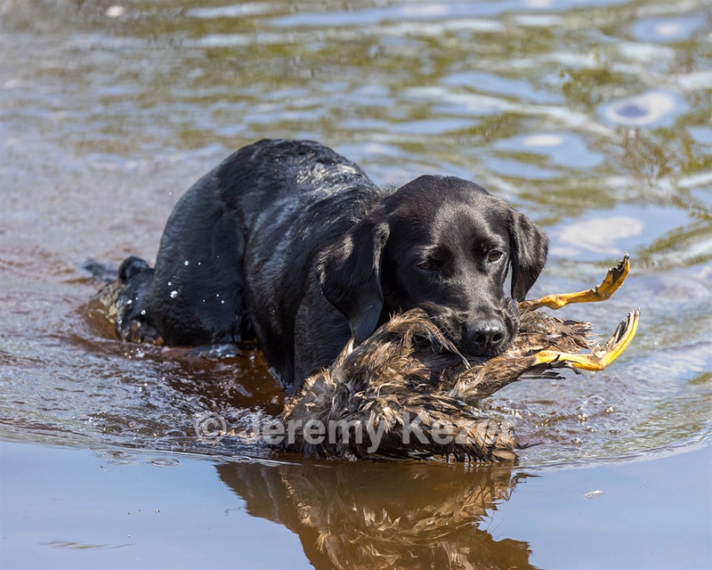 Salem Pyne