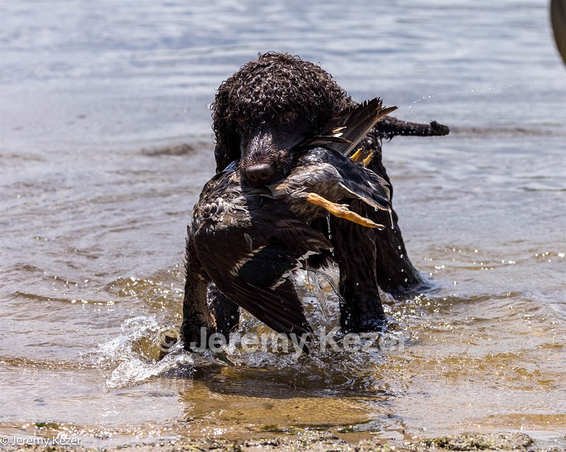 Ghillie